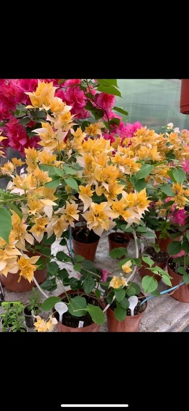 Бегонии: Бугенвиллия в горшке (разные окраски прицветников) - Вид — 9