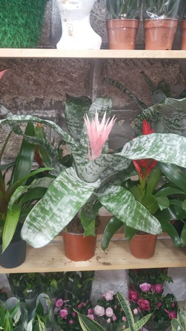 Şitillər: Gül satsi Vathcapa yazın isdediyniz gülü ünvanda catraq Otaq gülleri — 5