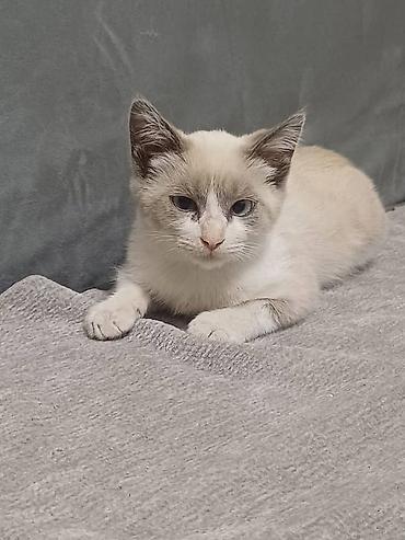 нужна кошка: Отдадим в хорошие руки 🤝 Котёнок активный и любопытный малыш. есть — 10