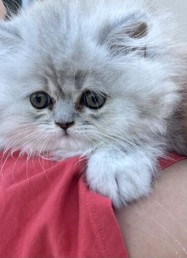 отдам котенка в добрые руки: Шиншилла, Самец