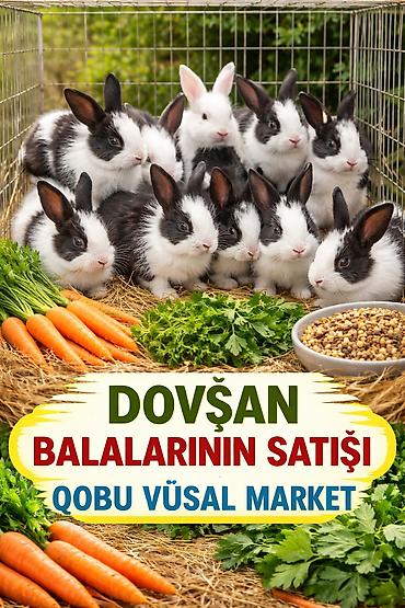 bakida cins ineklerin satisi: Məhsul: Dovşan balaları Təsvir: - Qobu Vüsal Marketdə dovşan — 1