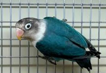 Птицы: Массковые неразлучники (Agapornis): декоративные попугаи малых — 3