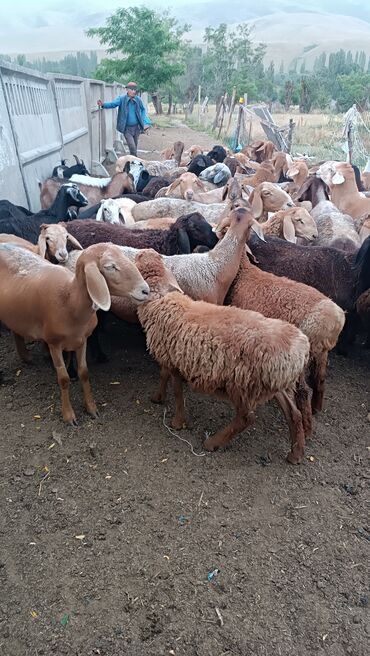 Баран, овца: Продаю | Овца (самка) — 6