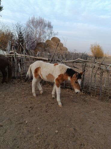 Лошади, кони: Продаю | Жеребенок | Полукровка | Рабочий — 6