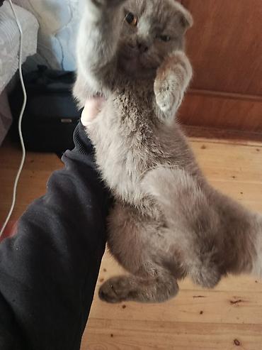 Pişiklər: Şotland — 2