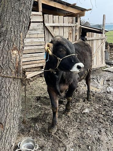 Коровы, быки: Продаю | Бык (самец) | Швицкая | На откорм | Привязанные — 8