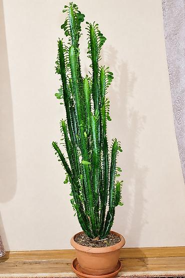 su doldurma aparati: Evdaxili dekorativ sukulent – Euphorbia Trigona (Afrika süd ağacı) - — 1