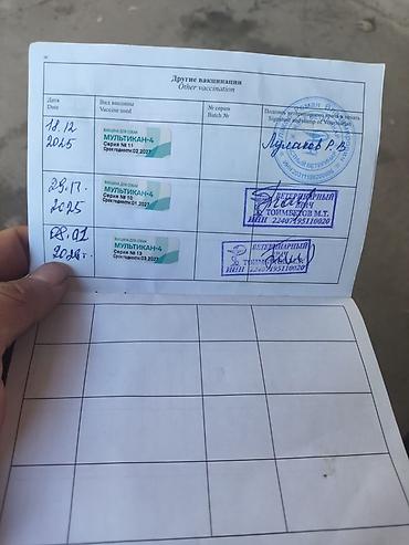 Продажа собак: Хаски, 7 месяцев, Самец, С прививкой — 7