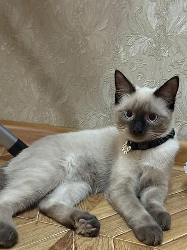 Продажа кошек: Сиамская, 6 месяцев, Девочка, Приучена к лотку — 2