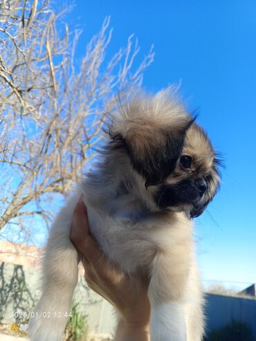 pekines balalari: Pekines, 2 ay, Dişi