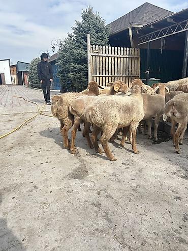 Баран, овца: Продаю | Овца (самка) | Для разведения | Ярка — 3