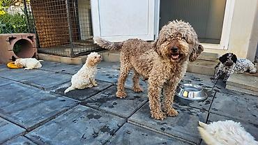 Psi: Lagotto Romagnolo štenci Dostupni štenci Lagoto Romanjolo od roditelja — 14