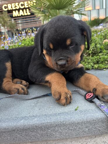 İtlər: Rotveyler, 1 ay, Erkek -da lalafo.az — 15 İtlər: Rotveyler, 1 ay, Erkek — 15