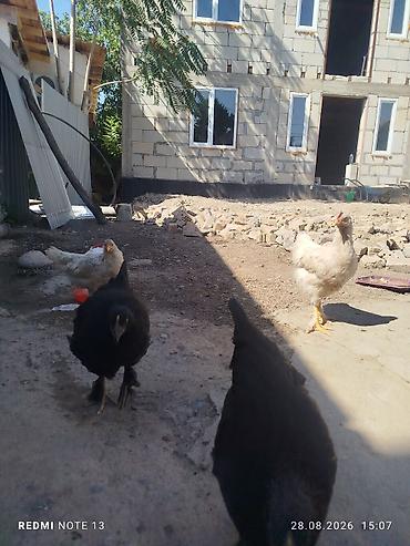 куры нешушки: Продаю | Куры | Домашняя | Несушки — 2
