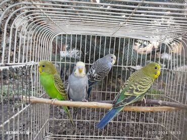 А/ч жаныбарлары үчүн тоюттар: Продам волнистых попугайчиков домашние адаптированные не