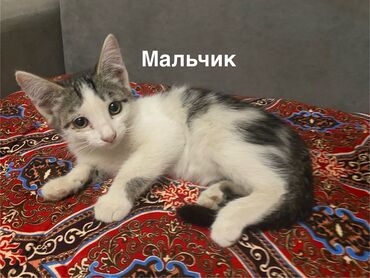 доберман собака цена: Породасыз, 3 айлык, Эркек, Кара, Лотокко барууга үйрөтүлгөн