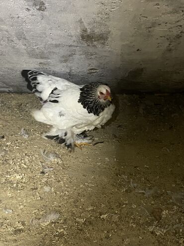 Toyuqlar: Toyuq, Damazlıq, Ödənişli çatdırılma — 13