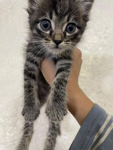 Продажа кошек: Котёнок, тигровый окрас (серо-чёрная полосатая шёрстка) — 2