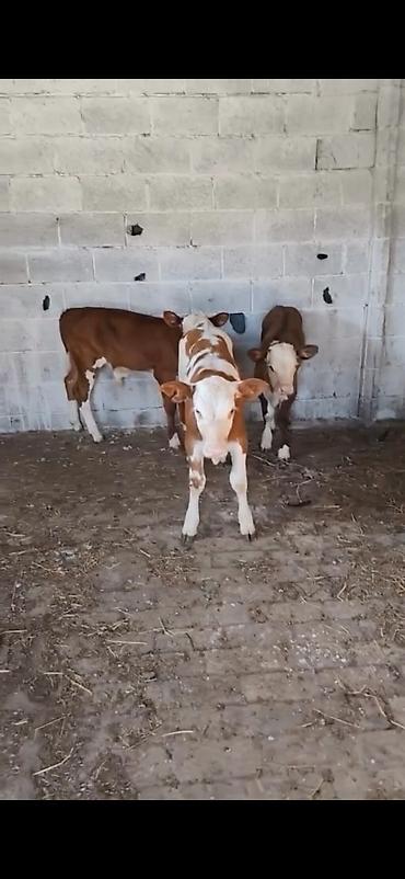 Dana, buzov: Satılır: 3 baş dana - Cins: qarışıq südlük-ətlik tip (qırmızı-ağ — 4