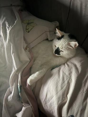 Отдам даром кошку: Кошка даром: Беспородная, более 5 лет, Мальчик — 1