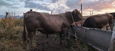 Продам с/х животных: Продаю | Бык (самец) | На откорм, На забой, Для разведения — 1
