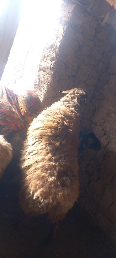 Баран, овца: Продаю | Овца (самка) | Для разведения — 2