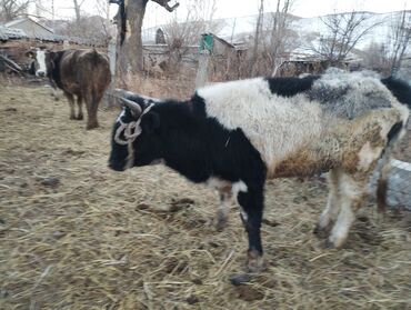 Коровы, быки: Продаю | Бык (самец) | Привязанные — 4