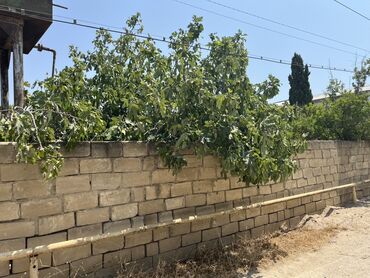 Torpaq sahələrinin satışı: 6 sot, Mülkiyyətçi, Kupça (Çıxarış) — 8