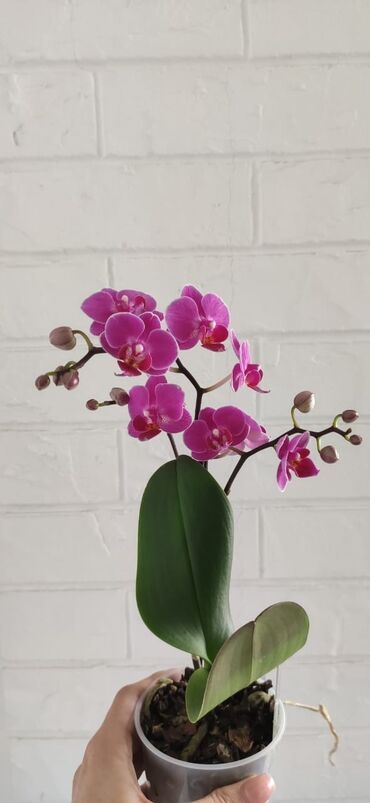 цветок роза: Продаются мини орхидеи высота растений 35 см, состояние корневой