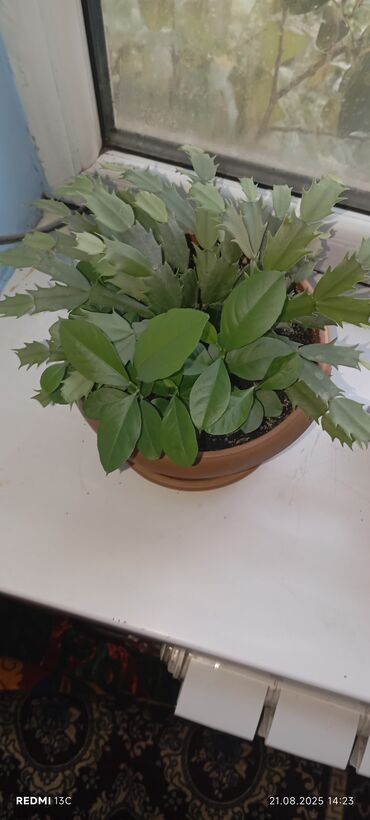 Фикусы: Фикусы — 11