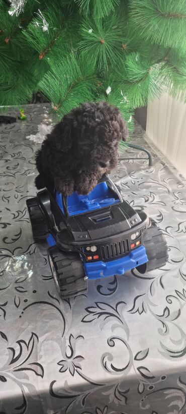 İtlər: Pudel, 2 ay, Dişi — 2