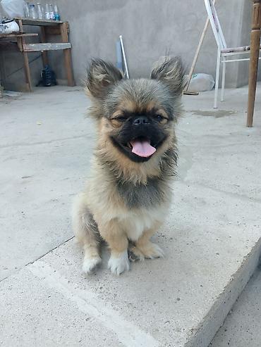 Pekines, 5 ay, Erkək, Peyvəndli, Ünvandan götürmə lalafo.az -da Pekines, 5 ay, Erkək, Peyvəndli, Ünvandan götürmə