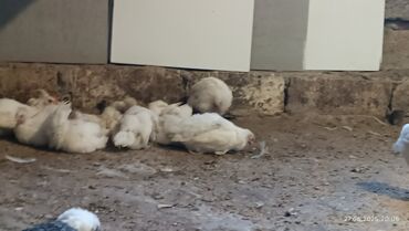 danşan quş: Ağ afistirolup 2 ayliq 20 ədəddir