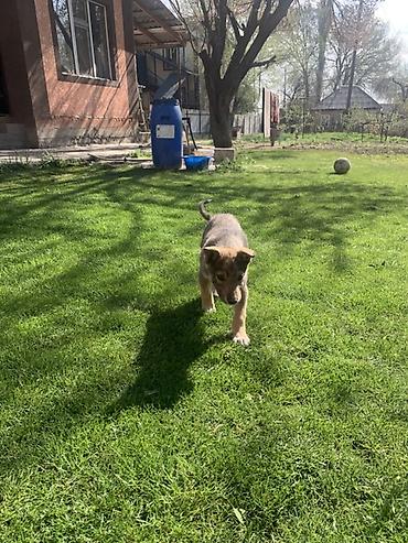 Продажа собак: Лайка, 3 месяца, Самец — 22