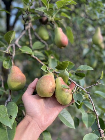 продам масло: Груши В розницу, Платная доставка, Самовывоз