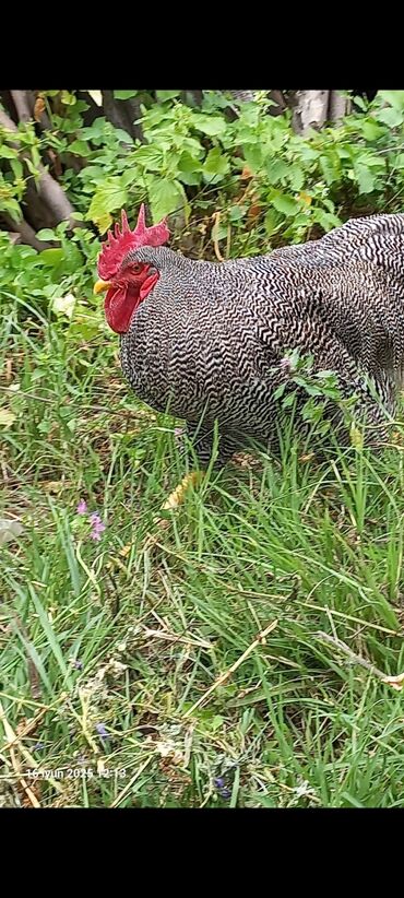 pişik üçün çanta: Barred rock xoruz tam saglam aktiv çatdırmaq olar bakı vatsap var