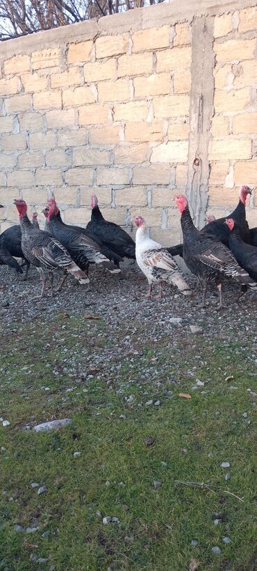 Hinduşka: Məhsul: Hinduşka sürüsü Təsvir: 8 ayliq tam sağlam kəsimə yararlı — 2