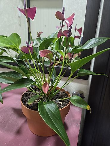 Пальмы: Хамедорея изящная (комнатная пальма) - В наличии взрослые кусты в — 24