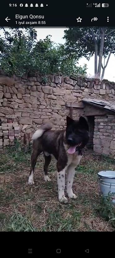 qurd basar iti: Akita-inu, 1 il, Erkək, Peyvəndli — 2