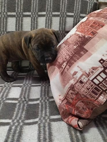Продажа собак: Питбуль, 1 месяц, Самка — 4