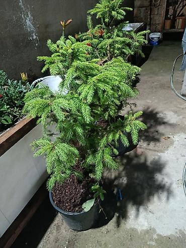 yolka: Qara küknar (Picea) – qablarda əkilmiş dekorativ həmişəyaşıl — 1
