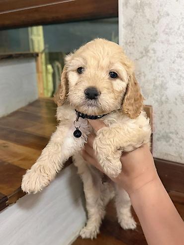 tri kota: Pudel, 1 ay, Erkək — 3