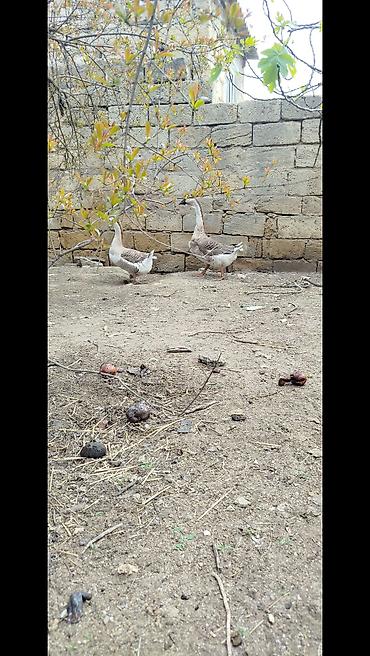 qaz sekli: Salam tam sağlam təmiz rus sortu qazlardi 10 aylıqdı biri Erkey biri — 3