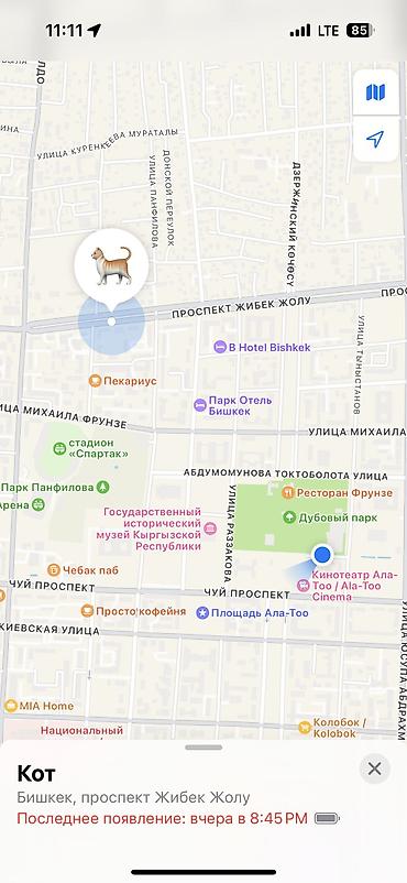 Находка и пропажа кошек: Бишкек! Нашедший получит вознаграждение. У нас пропал кот. Мы его — 2