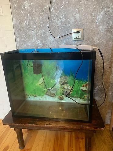 akvarium baliqlari: Akvaryum komplekti - Şüşə akvaryum: düzbucaqlı forma, qara çərçivə — 1