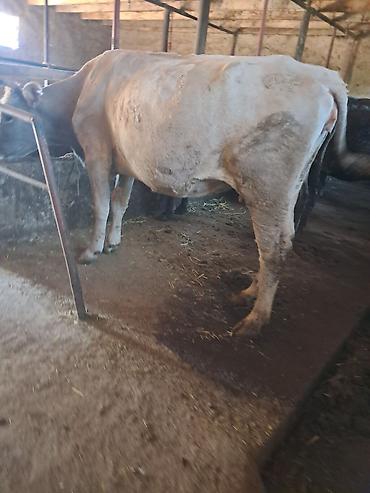 Айыл-чарба жаныбарлары: Сатам | Бука (эркек) | Бордоп семиртүү үчүн | Байланган — 3