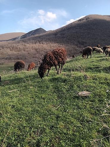 Mal-qara: Erkək quzular satılır isdəyən şəxslər əlaqə saxlasın — 4
