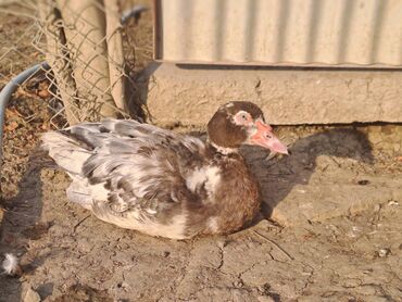 Ördəklər: Lal ördəklər satılır topdan 17 azn .Tək tək qiymətlər — 28