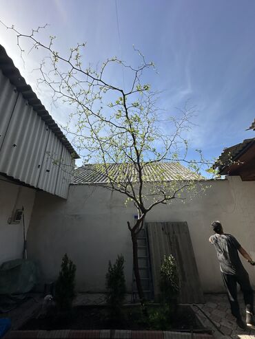цветы деревья из бисера: Финиковое дерево.
Дом под снос продается срочно дерево