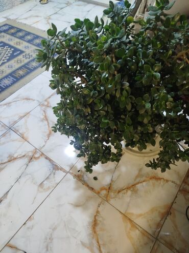Otaq bitkiləri: Succulent “Pul ağacı” (Crassula ovata) – iri, kolvari formaya — 9
